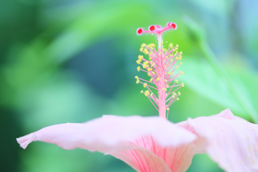 pistil tree