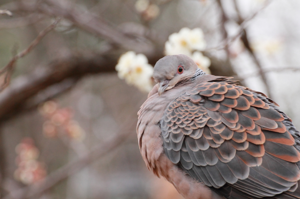 鳩目線