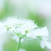 White fantasy