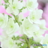 慈愛