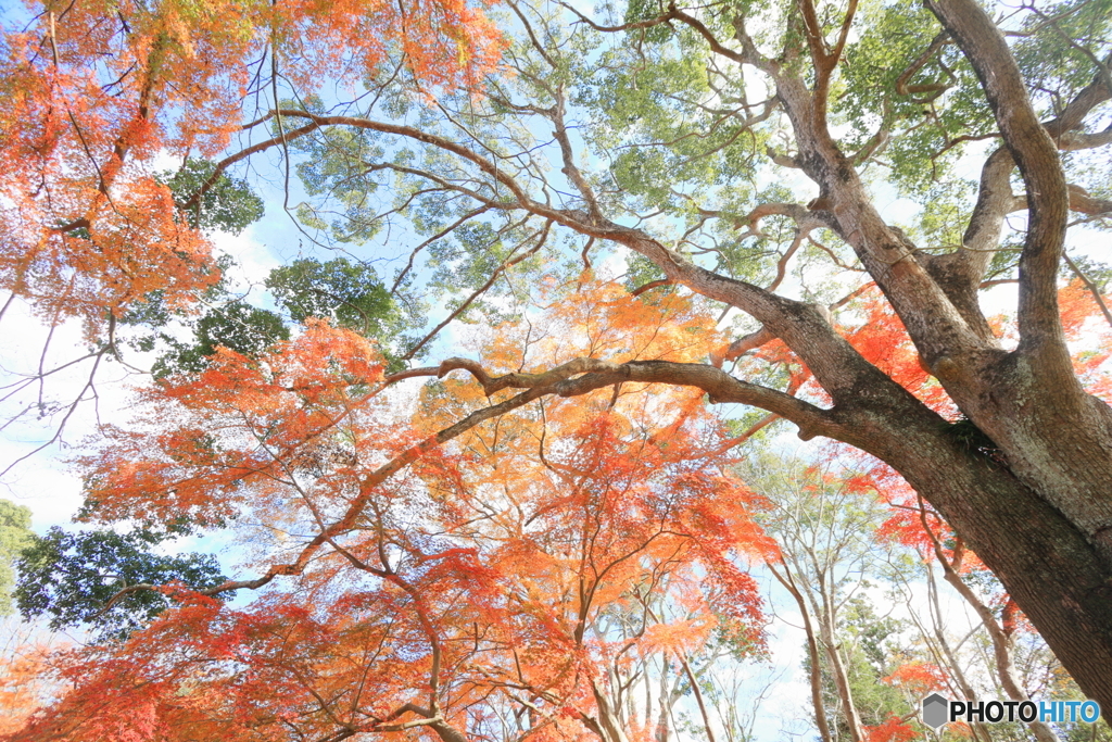 Symbol of the forest
