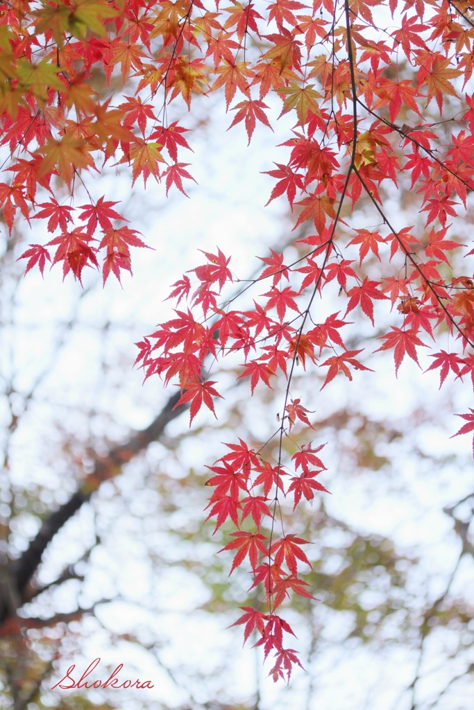 枝垂れ紅葉