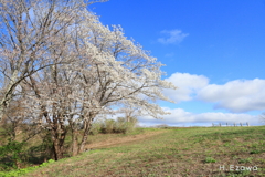 桜と青空Ⅱ