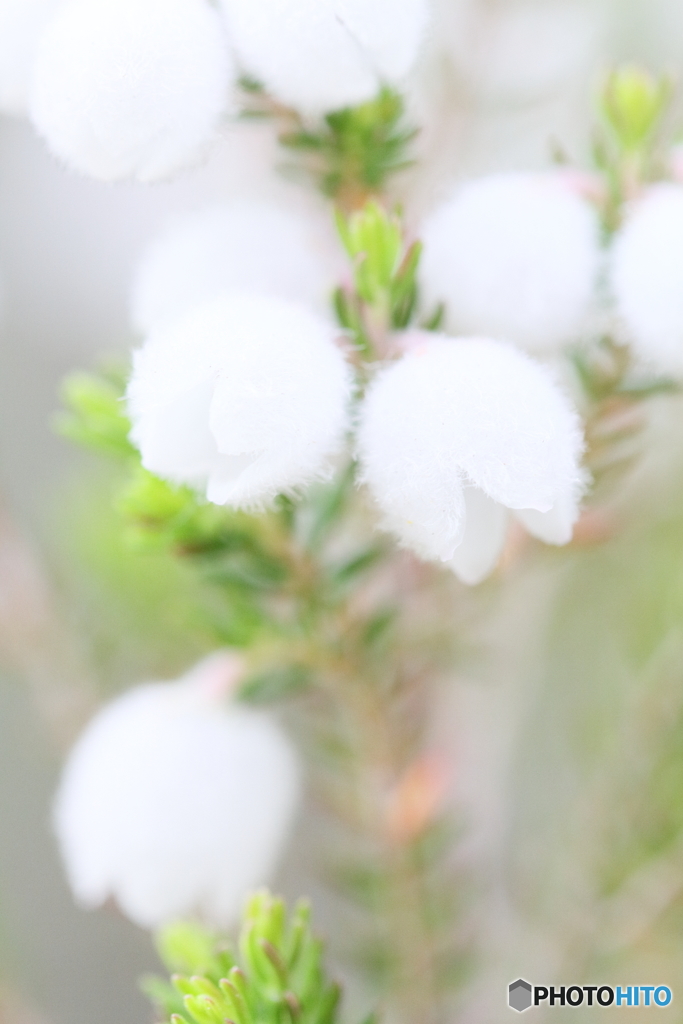 Snowy fairyⅢ