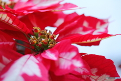 Christmas color