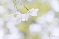 山桜Ⅱ