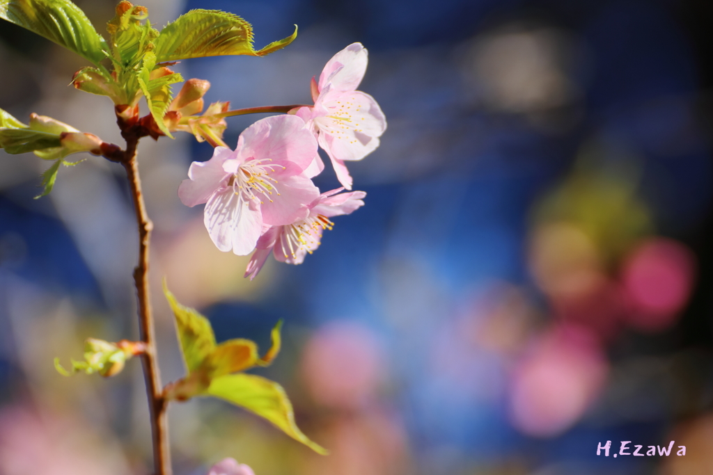 河津桜4