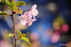 河津桜4