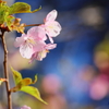 河津桜4