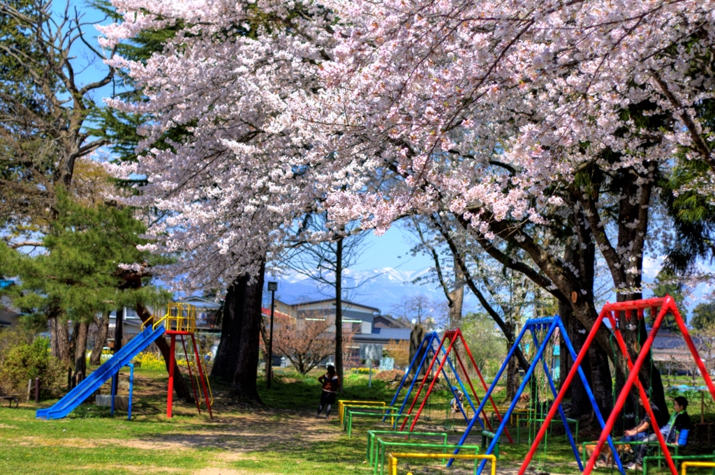 天満公園の春