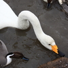 お食事中
