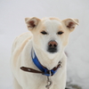 私にだけ吠える犬