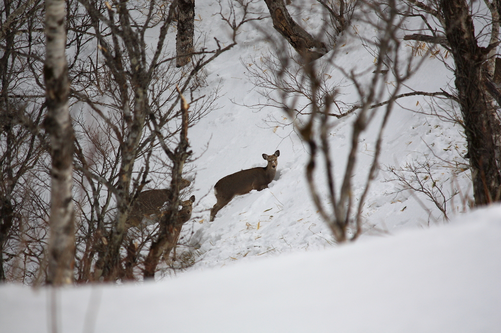 雪中に生きる