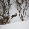 雪中に生きる