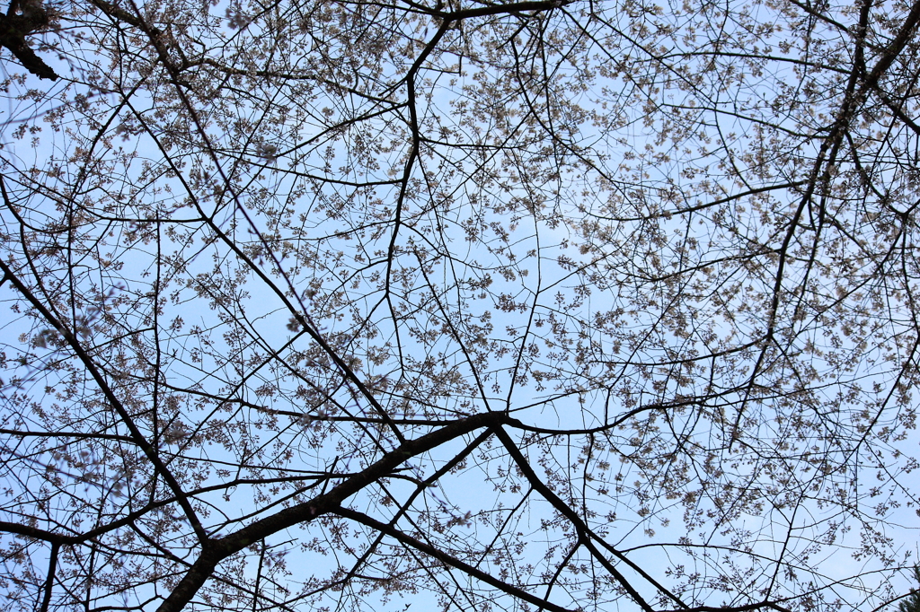 見上げる桜