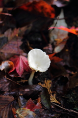 紅葉に混じる