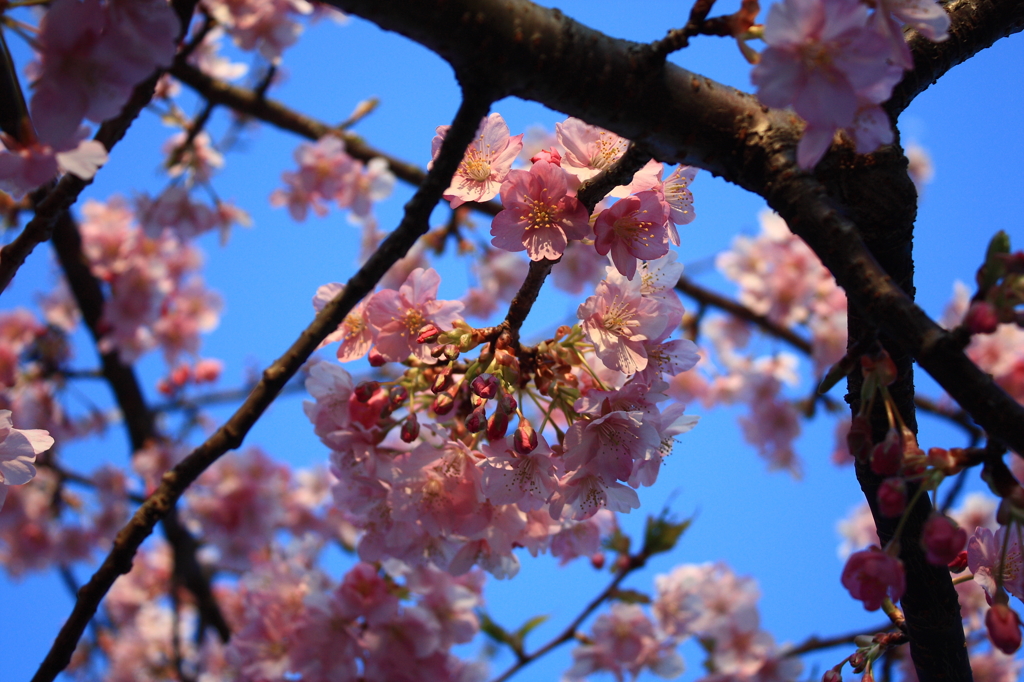 河津桜