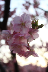 河津桜