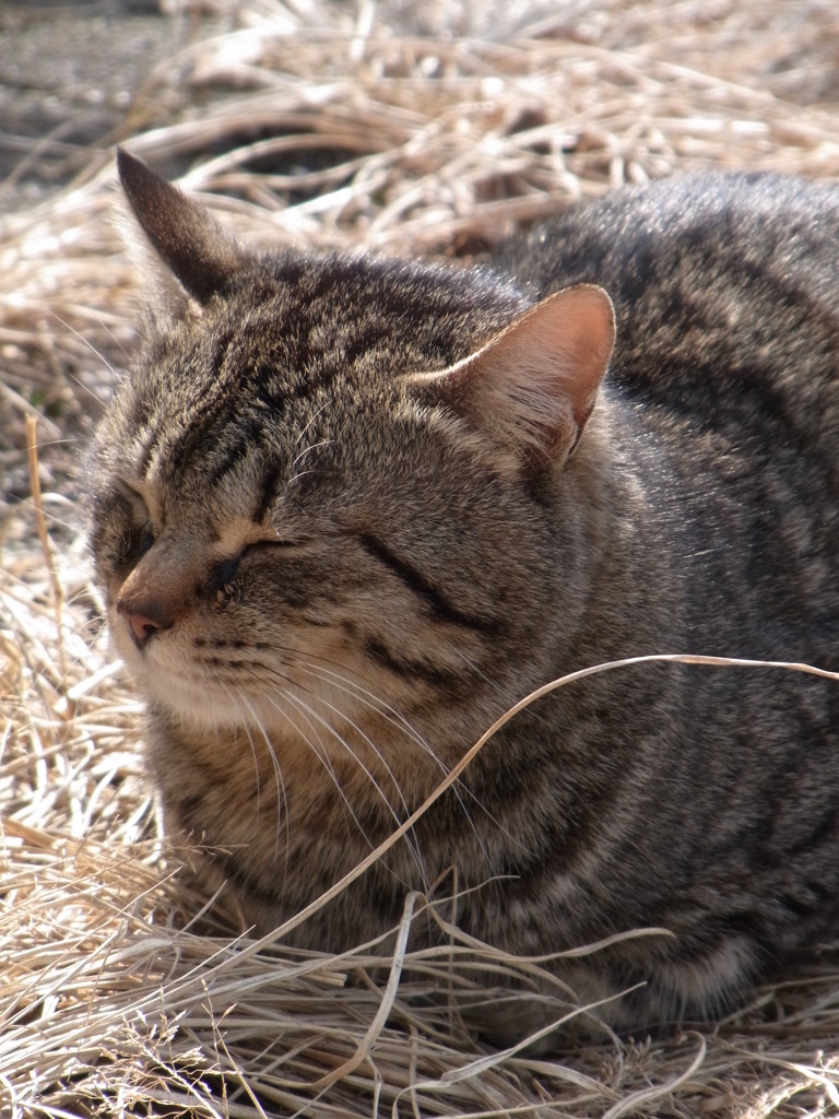 陽だまりのにゃーさん