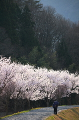 おいちゃんも花を愛でる