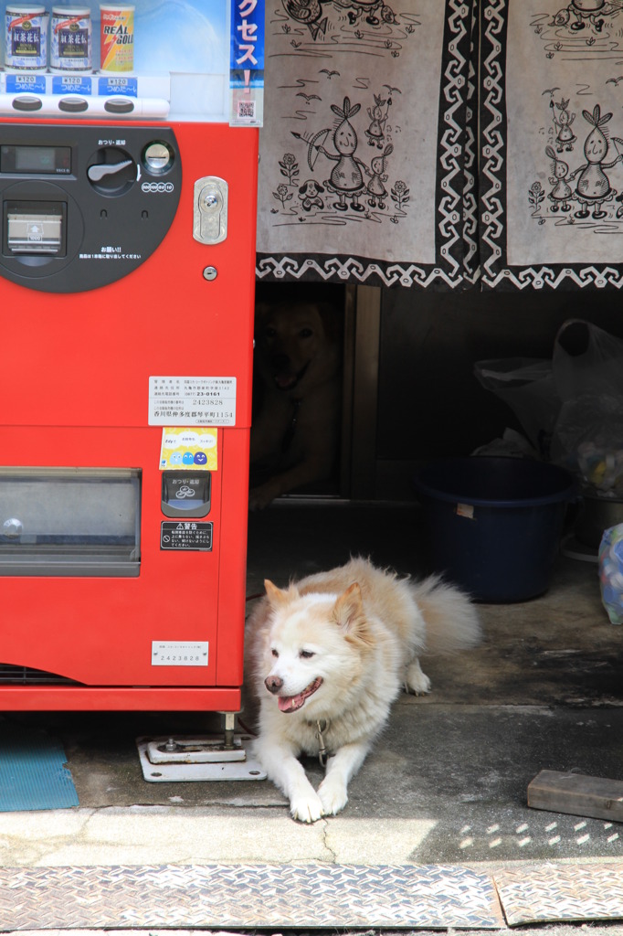 ぼくは看板犬