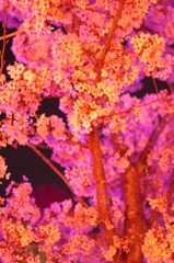 夜桜