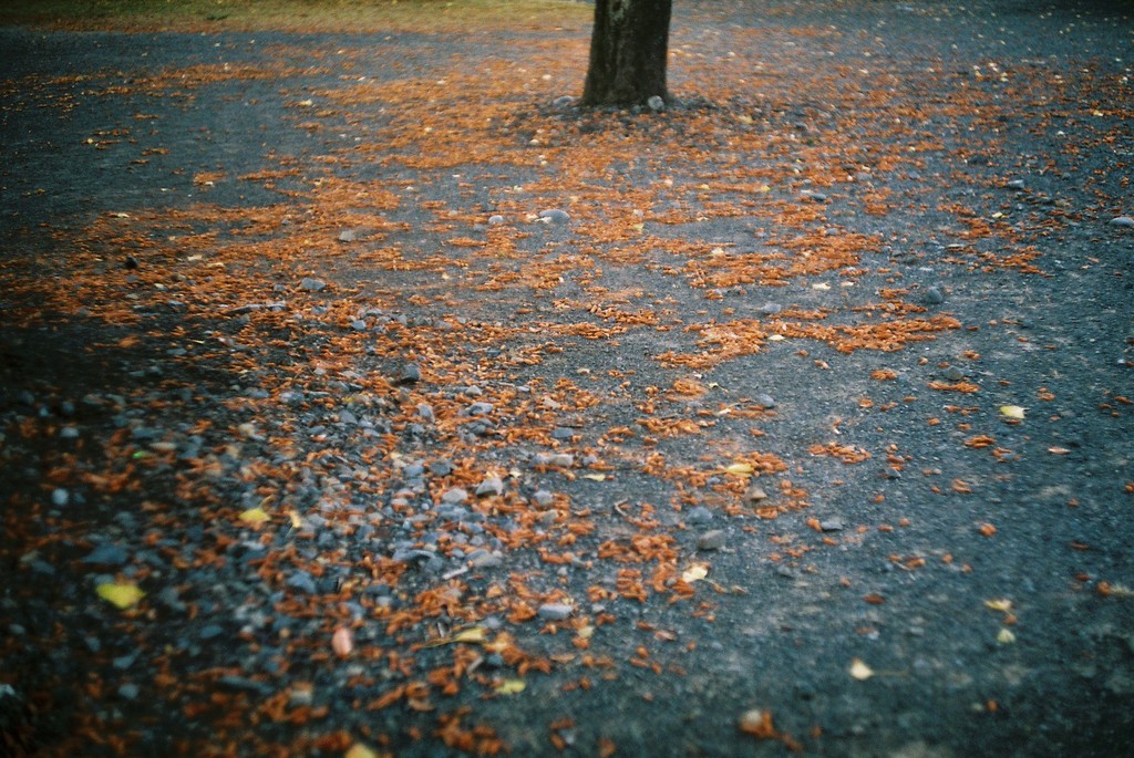 散歩道