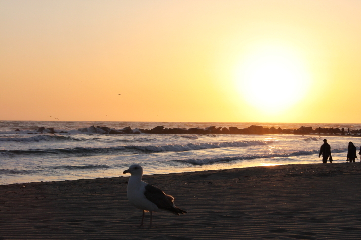 夕暮れ。in venice beach