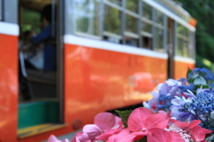 紫陽花と登山電車