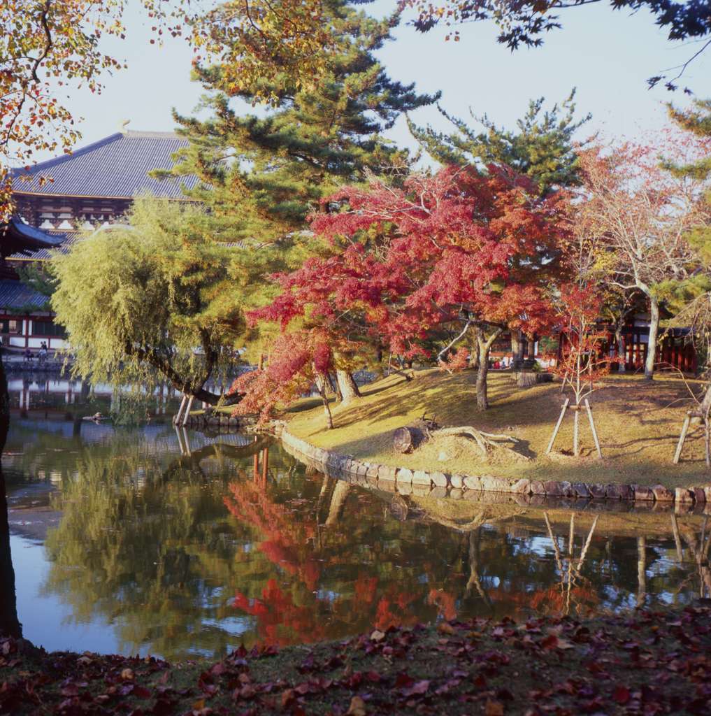 紅葉と東大寺大仏殿