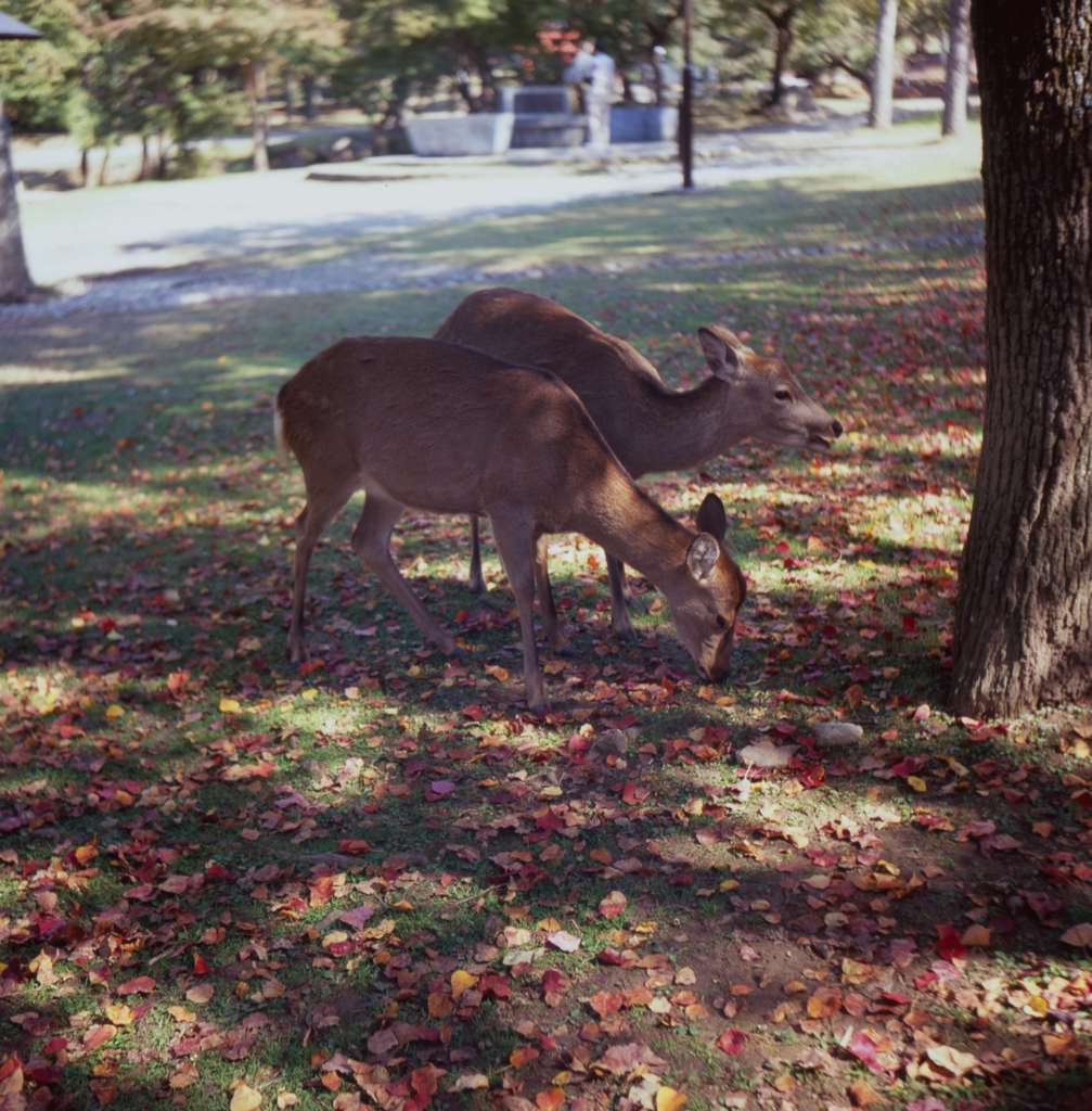 奈良公園の鹿