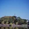 猿沢の池から望む興福寺五重塔