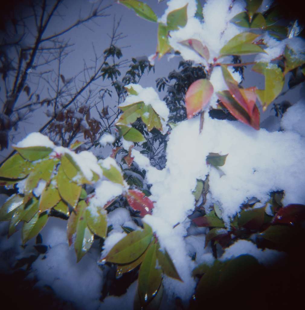 木に積もった雪