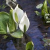水芭蕉 その２
