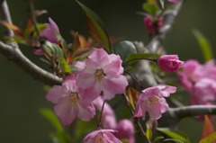 花海棠