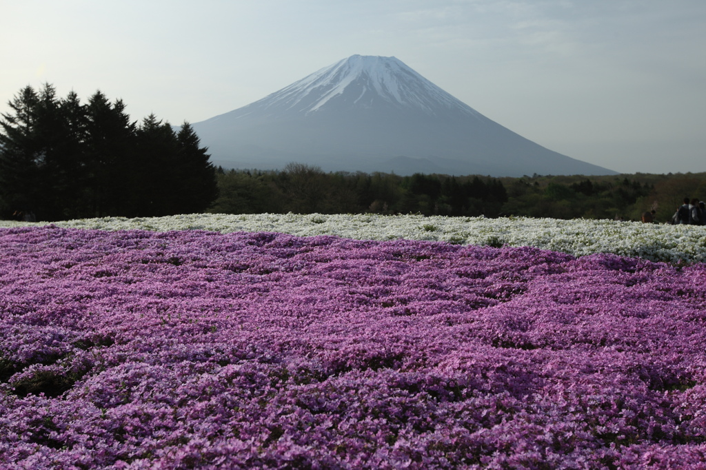 芝桜と富士山 その5