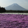 芝桜と富士山 その5