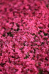 芝桜（赤）