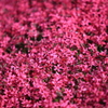 芝桜（赤）