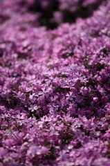 芝桜（ピンク）