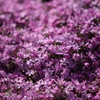 芝桜（ピンク）