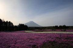 芝桜と富士山 その4