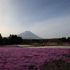 芝桜と富士山 その4