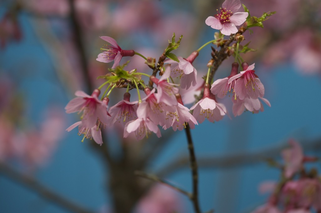 オカメ桜