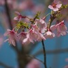 オカメ桜