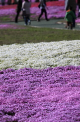 芝桜 その4