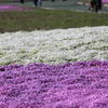 芝桜 その4