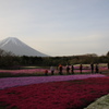 富士山と芝桜（さらに別アングルで）