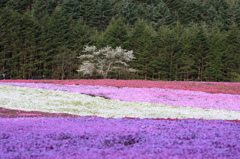 芝桜と八重桜