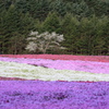 芝桜と八重桜